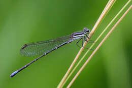 Image of Argia lilacina Selys 1865