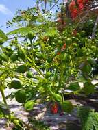 Image of Delonix regia (Bojer ex Hook.) Raf.