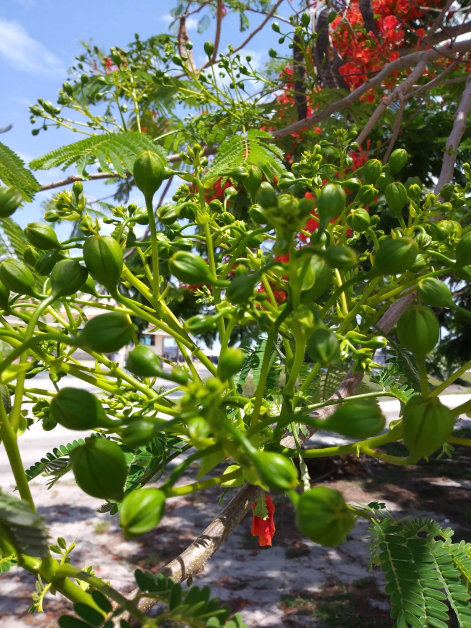 Image of Delonix regia (Bojer ex Hook.) Raf.