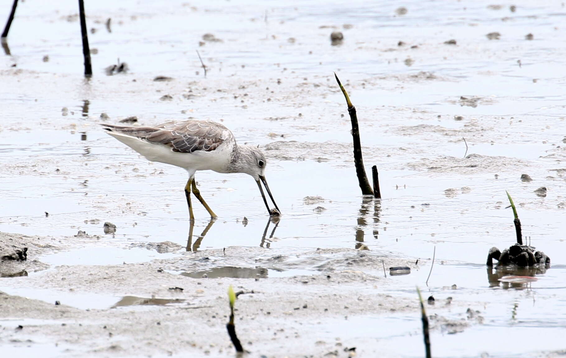 Image of Nordmann's Greenshank