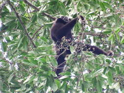 Image of Capped Gibbon