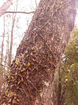 Image of Pyrrosia rupestris (R. Br.) Ching