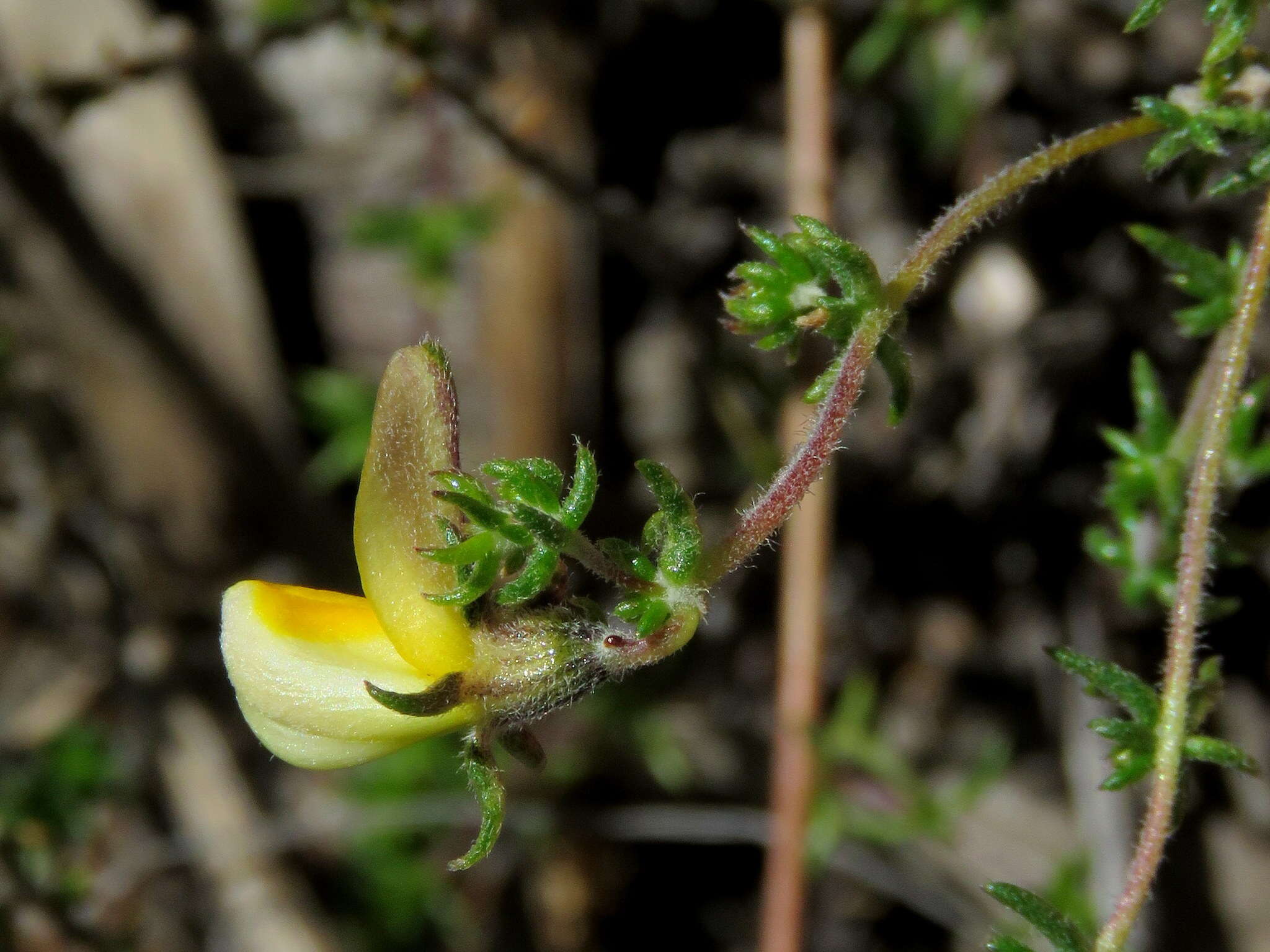 Image of Aspalathus retroflexa subsp. retroflexa