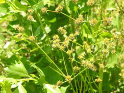 Image of Juncus polycephalus Michx.