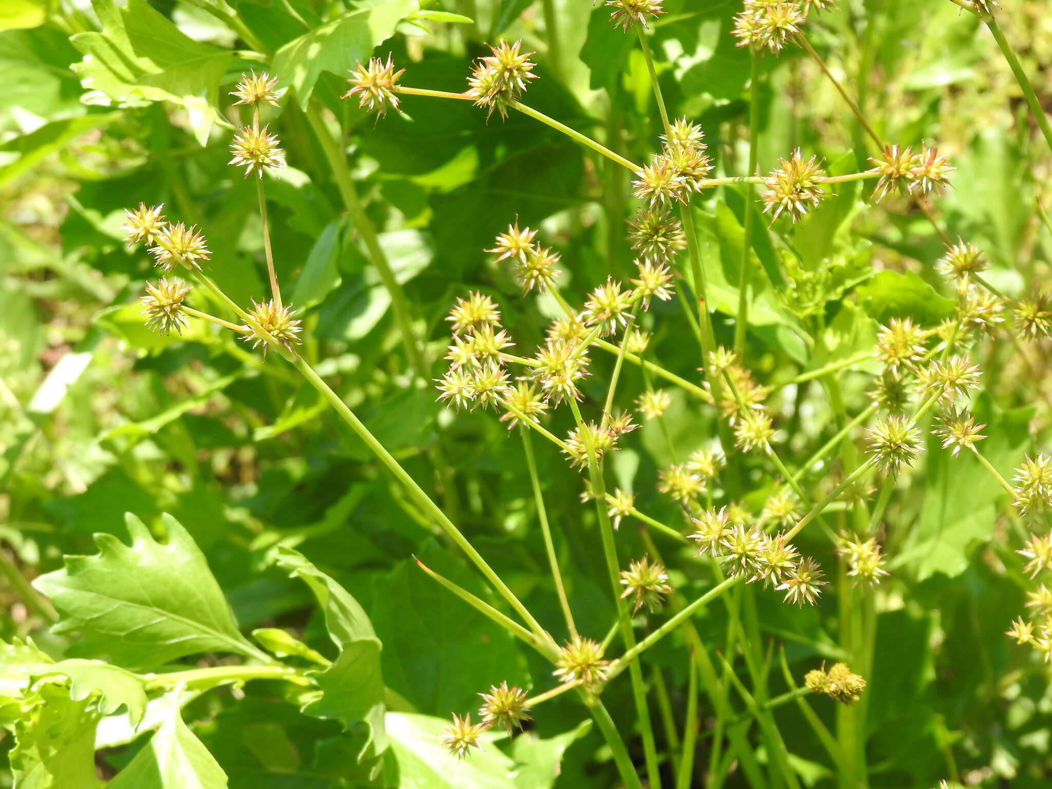 Image of Juncus polycephalus Michx.