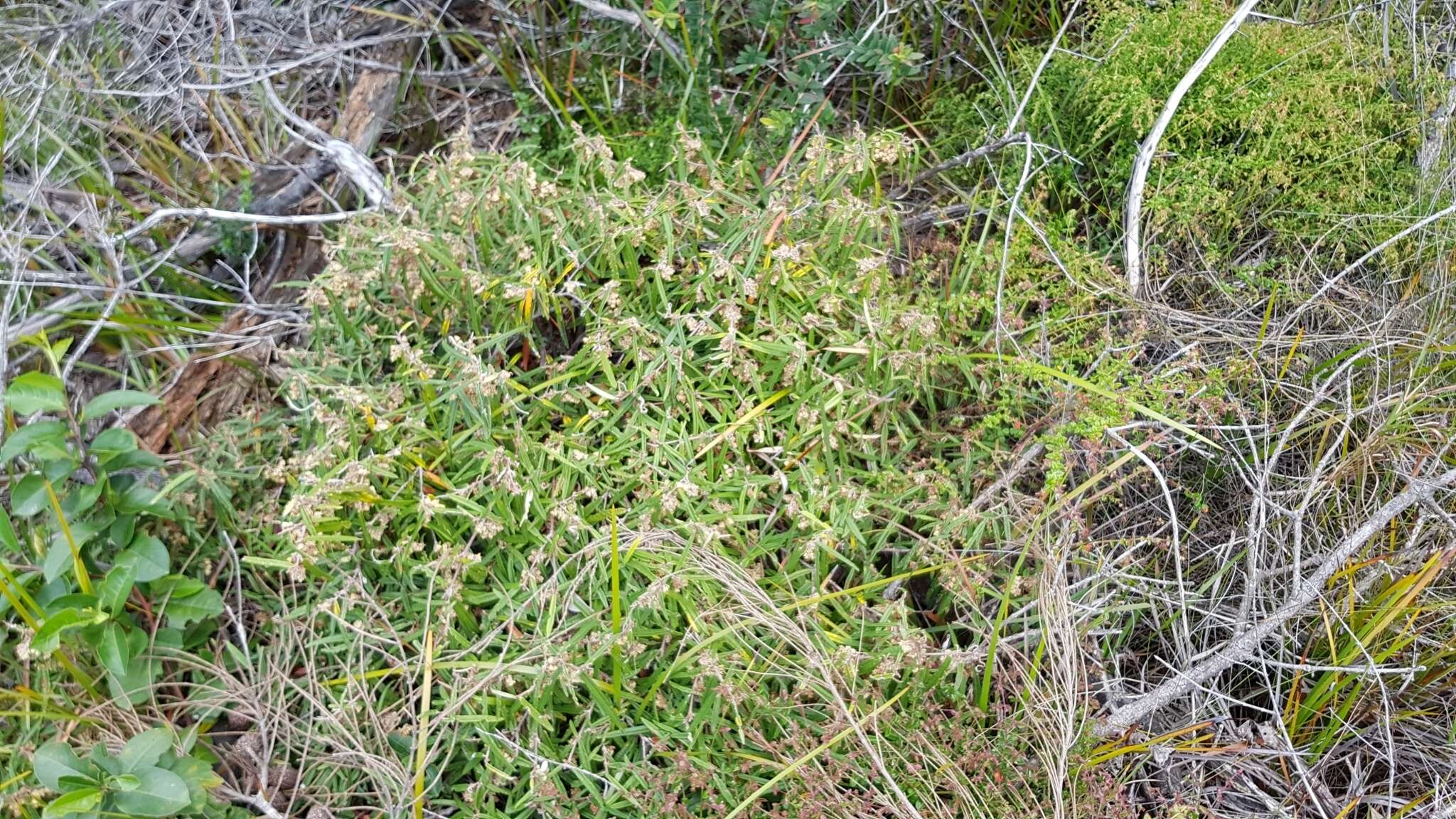 Imagem de Lasiopetalum ferrugineum Sm.