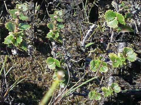 Image of Newfoundland dwarf birch