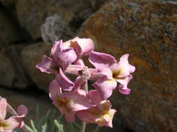 Image de Matthiola fruticulosa subsp. valesiaca (J. Gay ex Gaudin) P. W. Ball