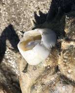 Image of chelonibiid barnacles