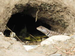 Image of Etheridge's Lava Lizard