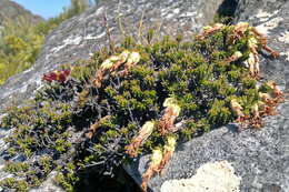 Image de Erica banksia subsp. banksia