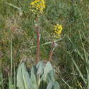 Image of Ligularia altaica DC.