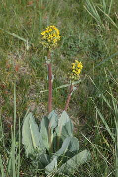 Image of Ligularia altaica DC.