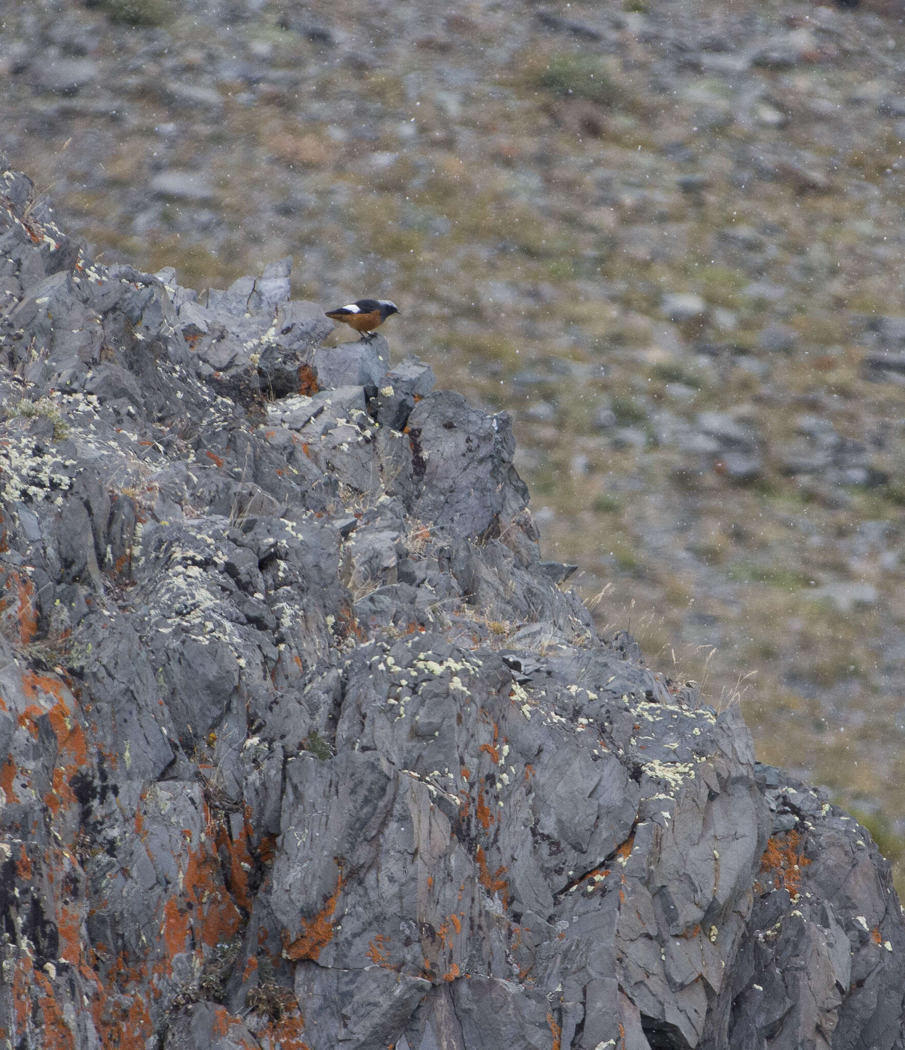 Image of Güldenstädt's Redstart