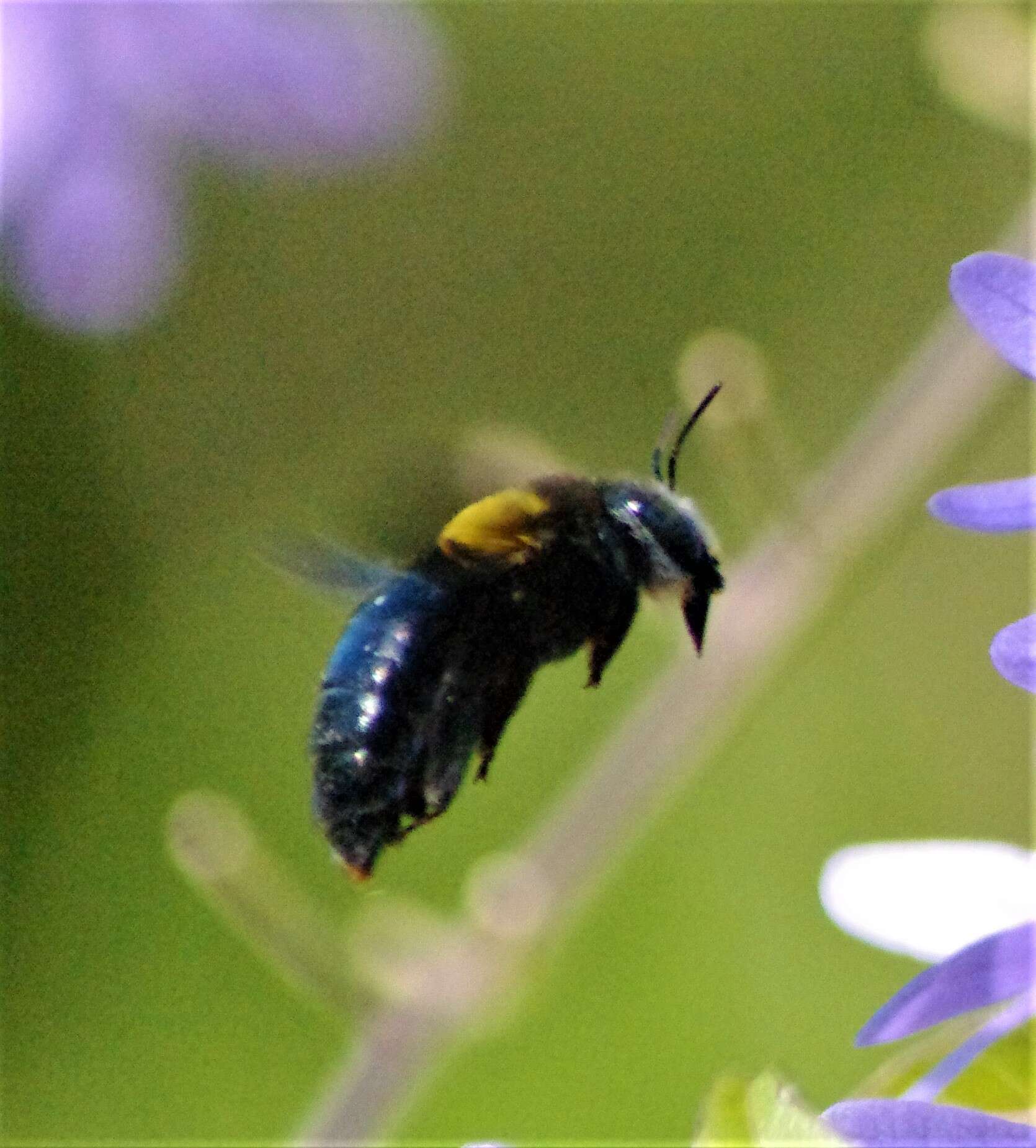 Plancia ëd Xylocopa flavicollis (De Geer 1778)