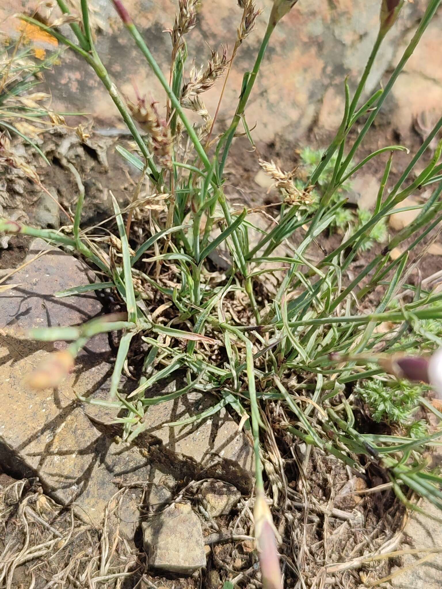 Слика од Dianthus cretaceus Adams