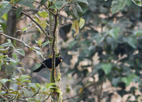 Imagem de Turdus serranus Tschudi 1844