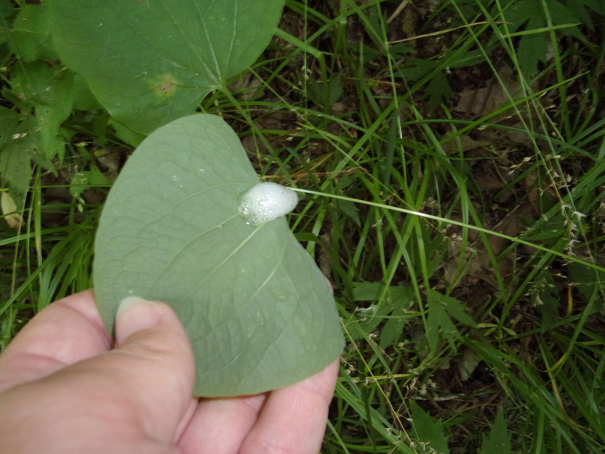 Smilax ecirrhata (Engelm. ex Kunth) S. Watson resmi