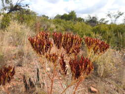 Image of Kalanchoe paniculata Harv.