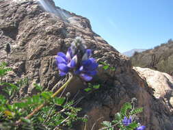 Image of Dalea azurea (Phil.) Reiche