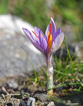 Image of Crocus