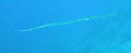 Image of Bluespotted cornetfish