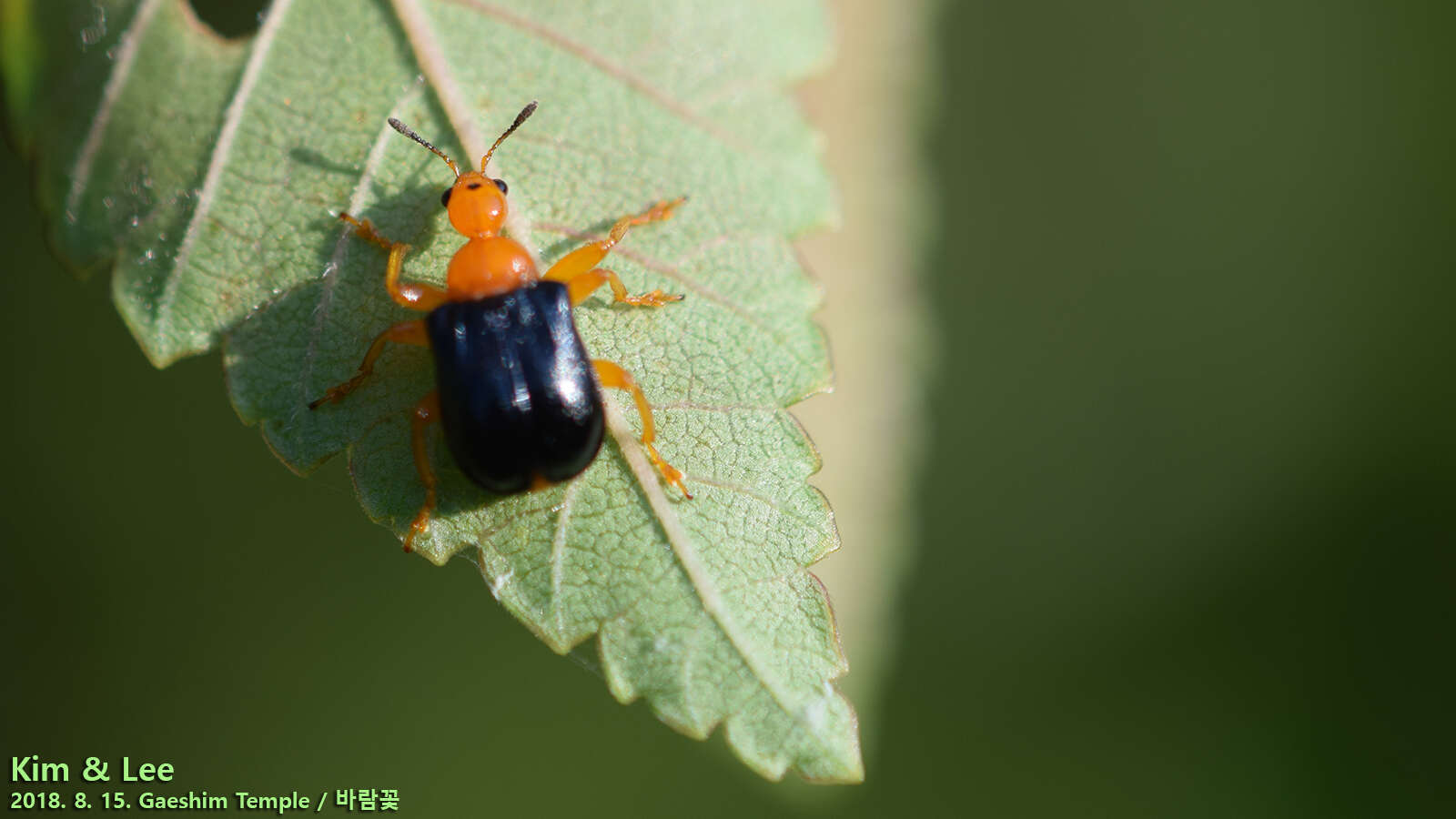 Image of Tomapoderus ruficollis (Fabricius & J. C. 1781)