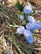 Imagem de Gentiana saponaria L.