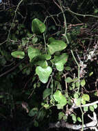 Smilax bona-nox L. resmi