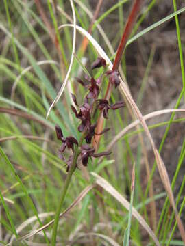 Слика од Genoplesium alticola D. L. Jones & B. Gray