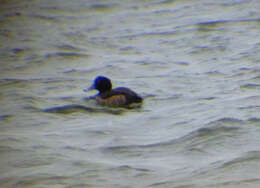 Image of Tufted Duck