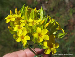 Image of Sebaea natalensis (Schinz) Schinz