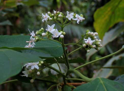 Image of Clerodendrum tracyanum (F. Muell.) Benth.