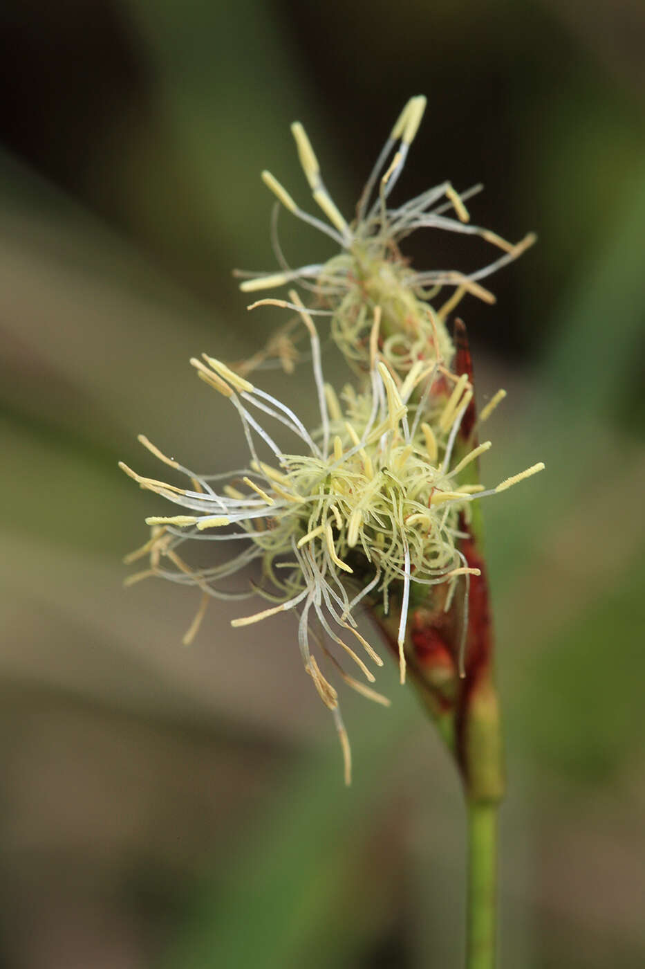 Image of slender cottongrass