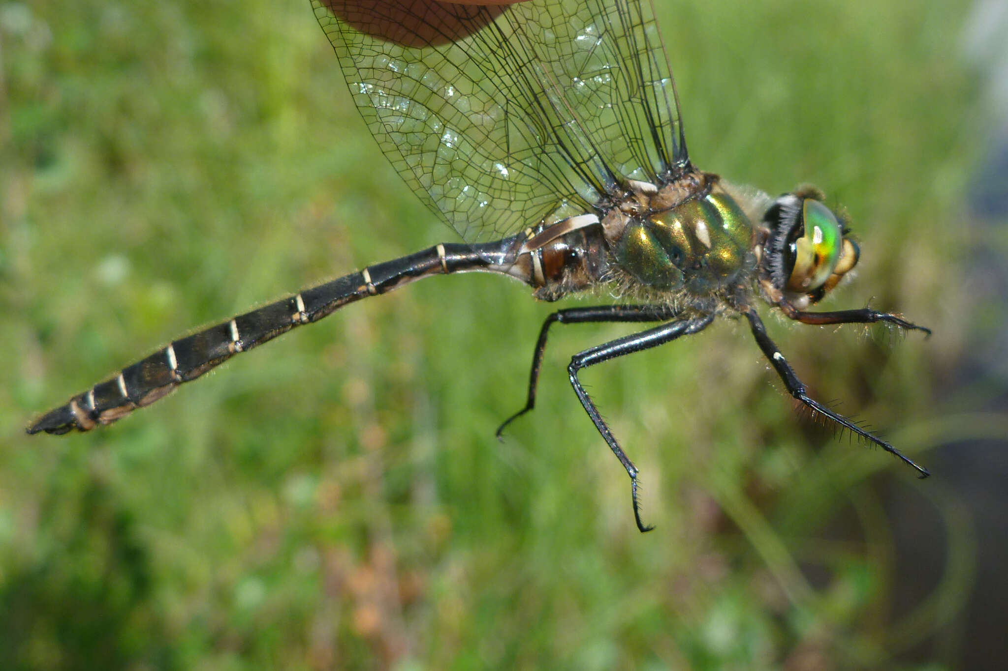 Image of Ringed Emerald