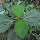 Image of Maturnaria ephippigera Fairmaire