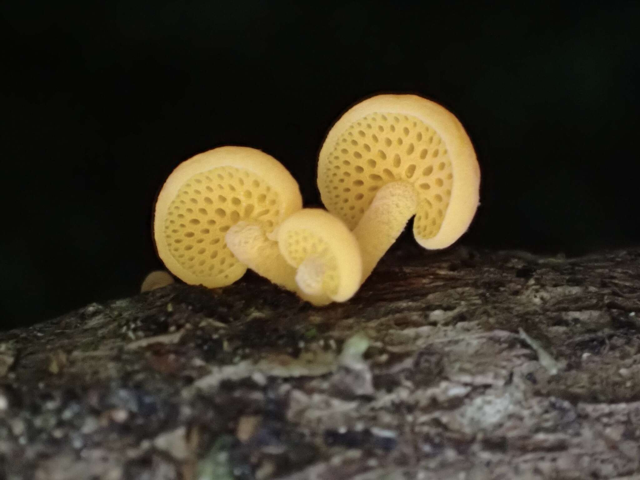 Image of orange pore fungus