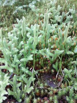 Image of Stag's-horn Clubmoss