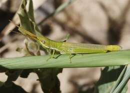 Image of Wyoming Toothpick Grasshopper