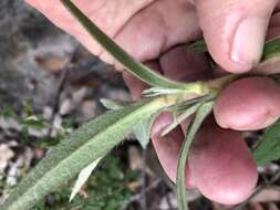 Image of Hibbertia saligna R. Br. ex DC.