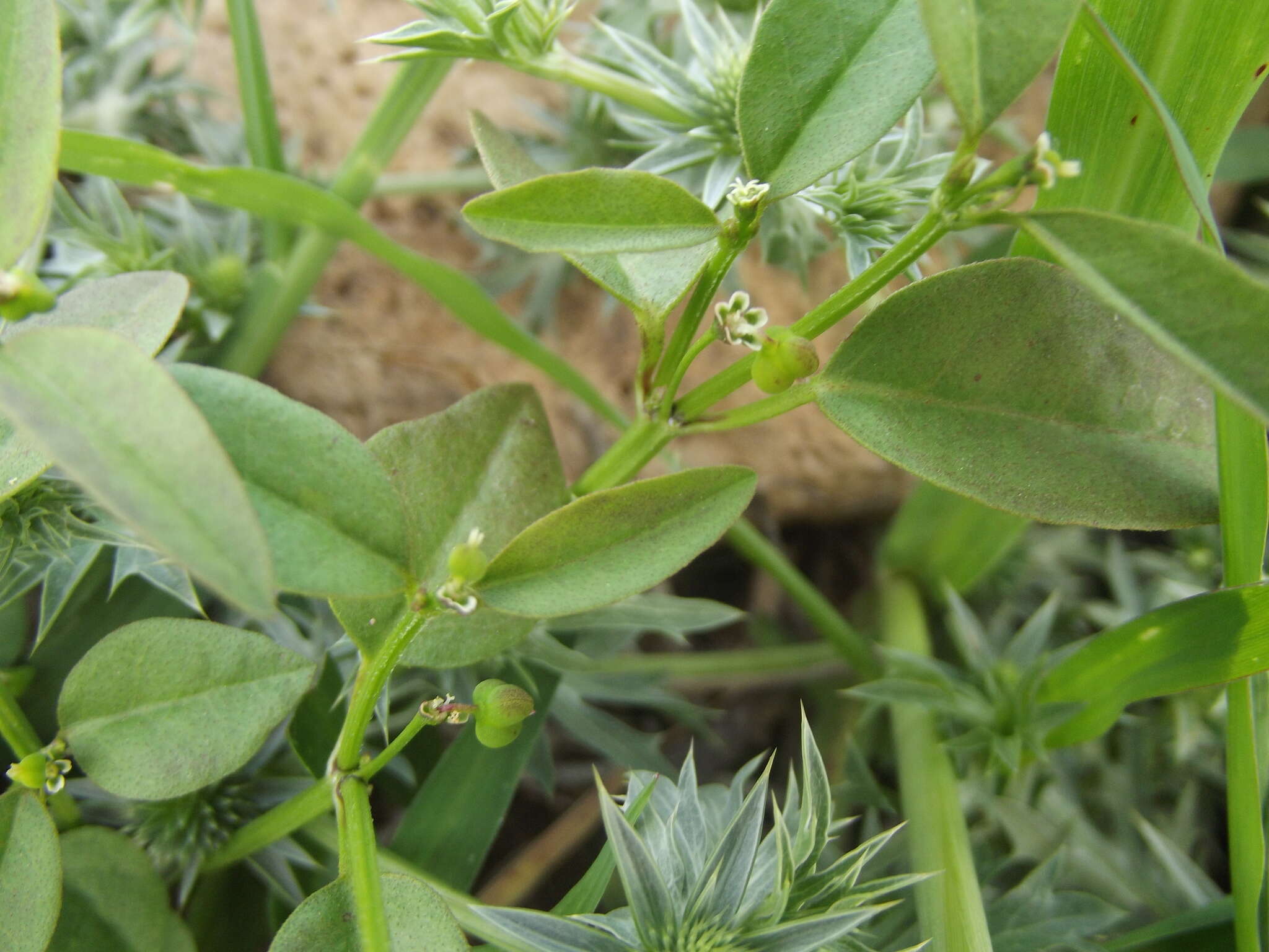 Image of grassleaf spurge