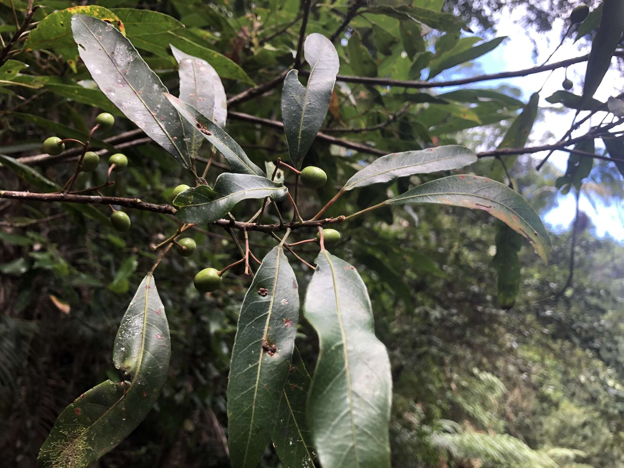 Image of Elaeocarpus kirtonii F. Müll. ex F. M. Bailey