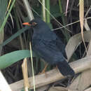 Image of Turdus simillimus kinnisii (Blyth 1851)