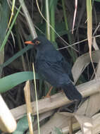 Image of Turdus simillimus kinnisii (Blyth 1851)