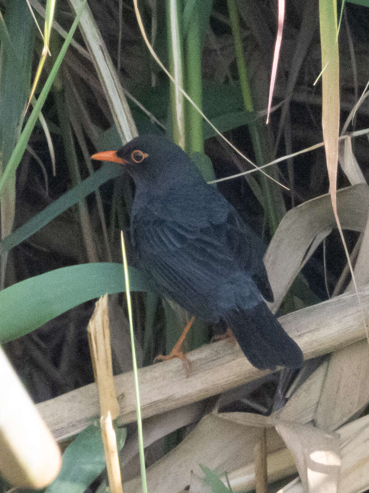 Image of Turdus simillimus kinnisii (Blyth 1851)