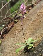 Image of Stenoglottis longifolia Hook. fil.