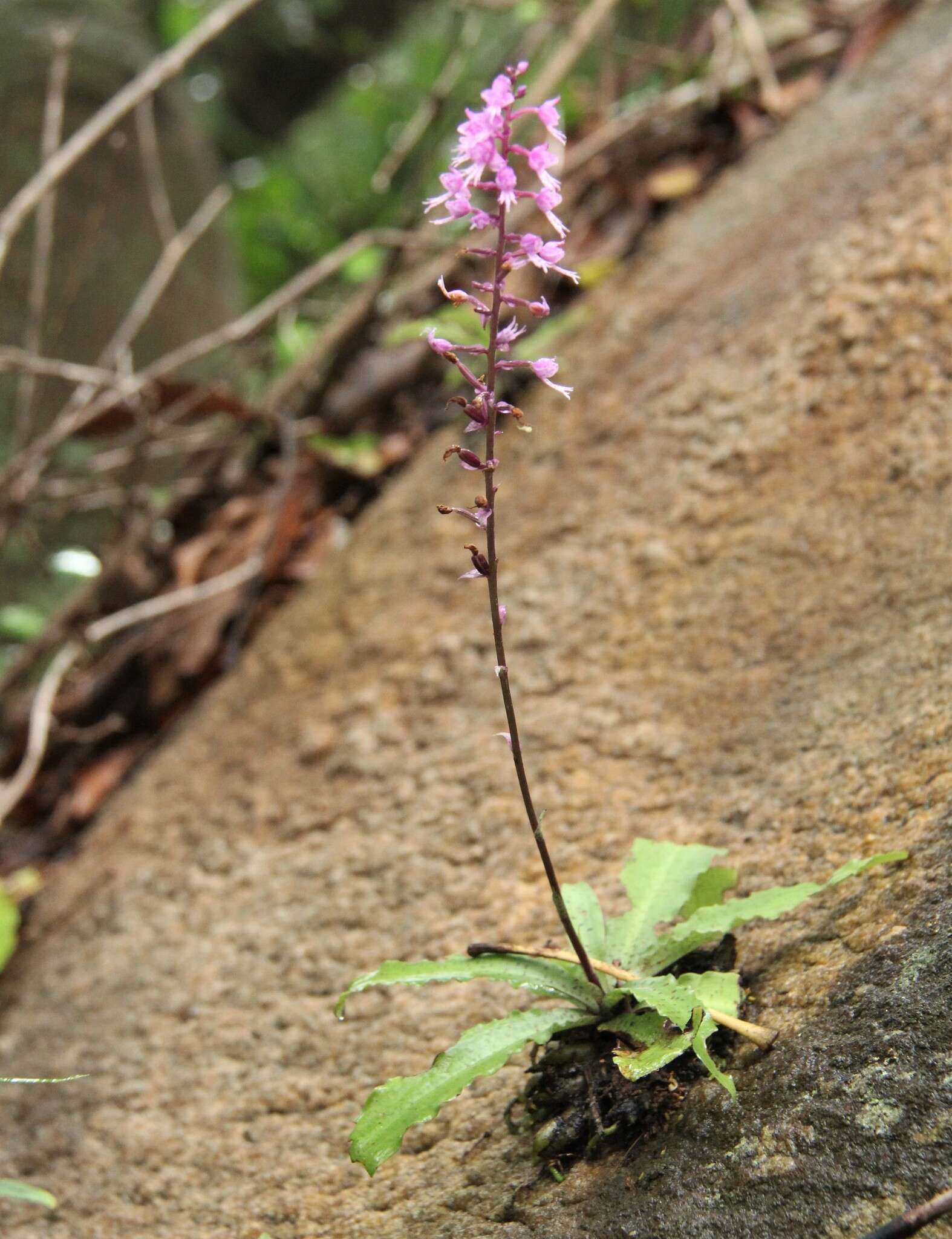 Image of Stenoglottis longifolia Hook. fil.