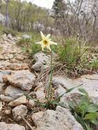 Imagem de Narcissus poeticus subsp. radiiflorus (Salisb.) Baker