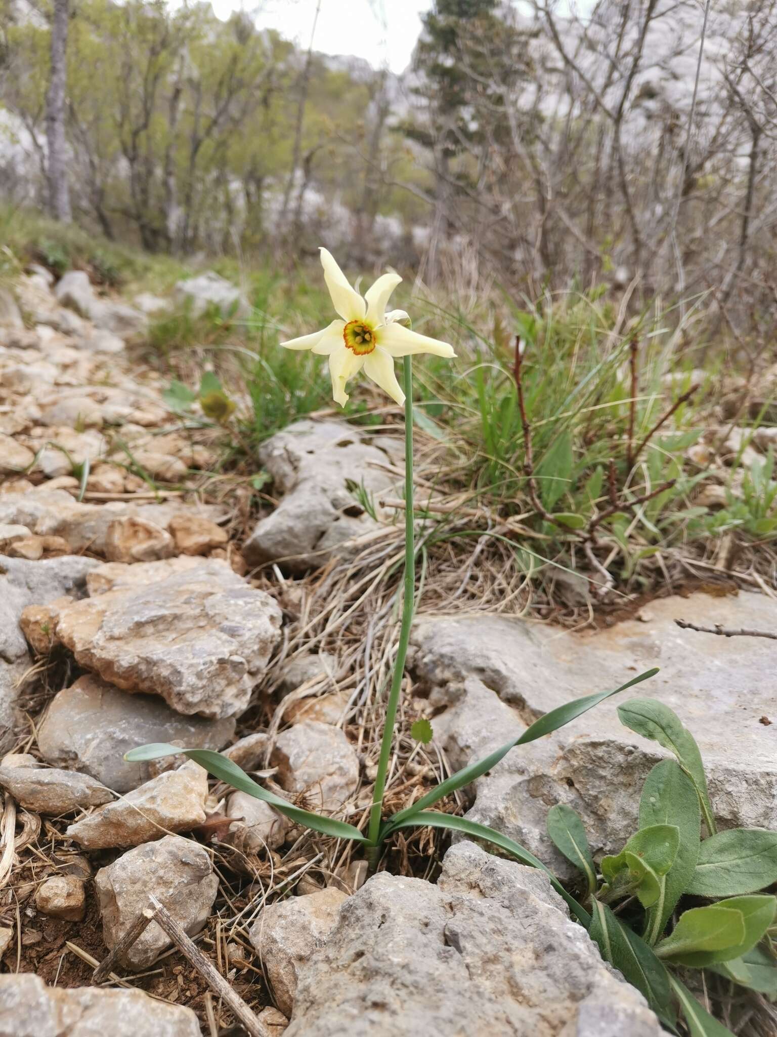 Narcissus poeticus subsp. radiiflorus (Salisb.) Baker的圖片