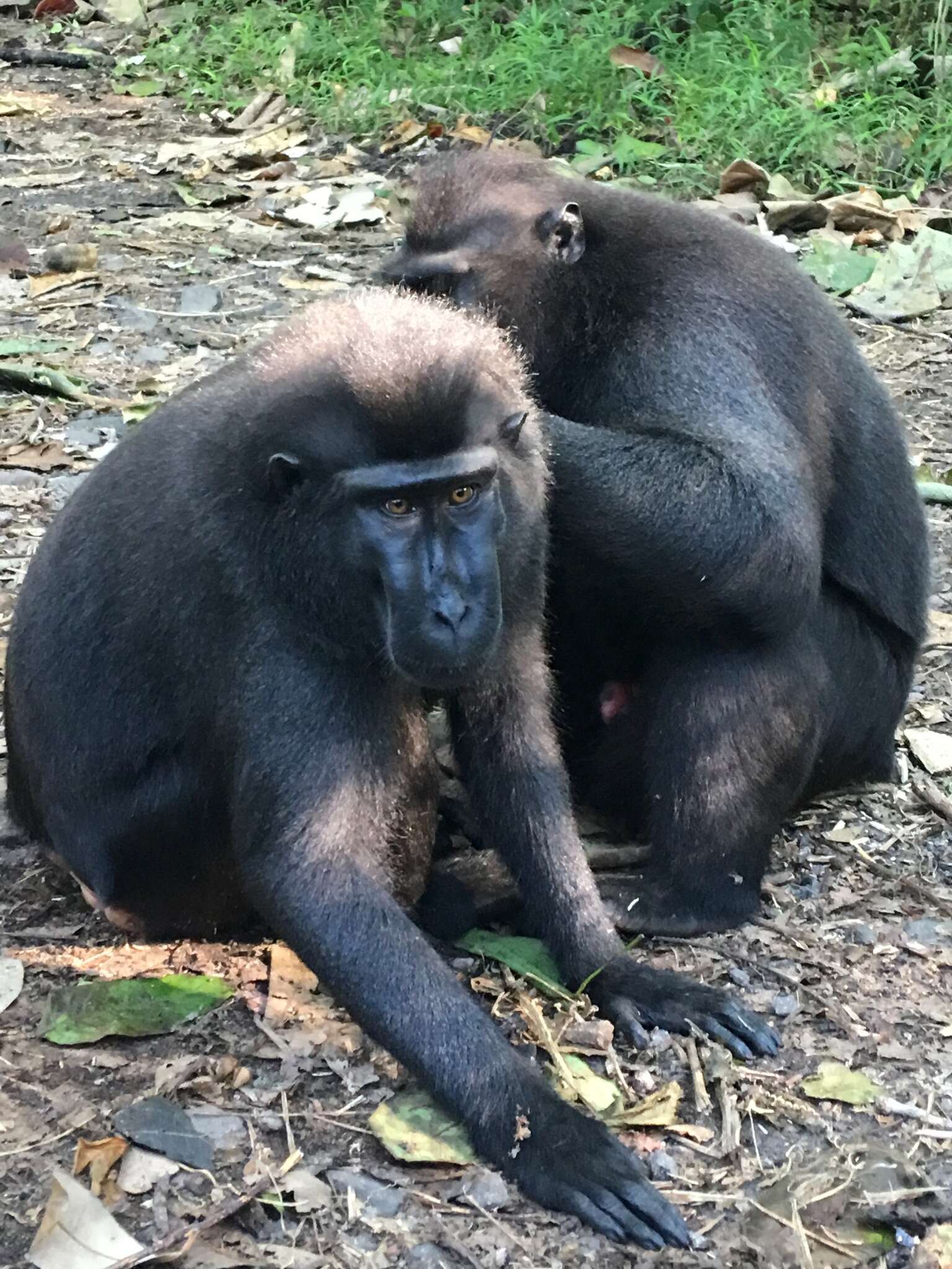 Image of Celebes crested macaque